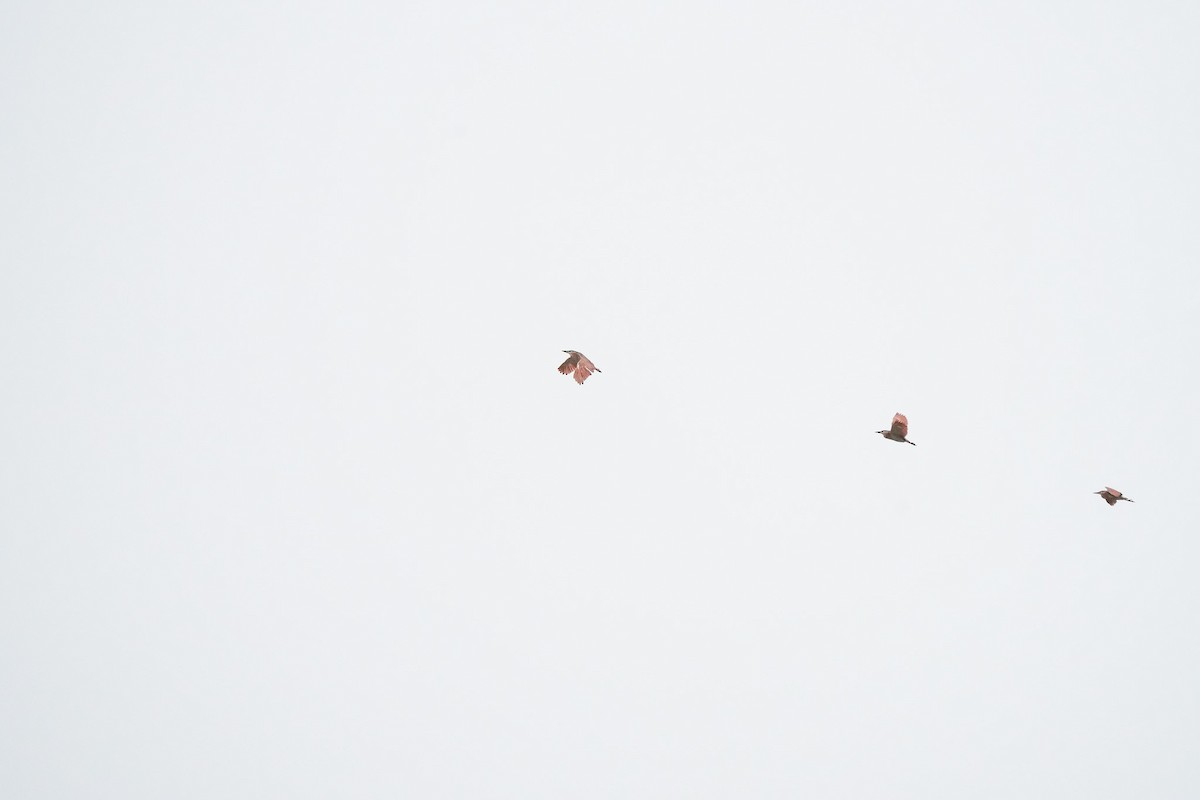 Nankeen Night Heron - ML644555054