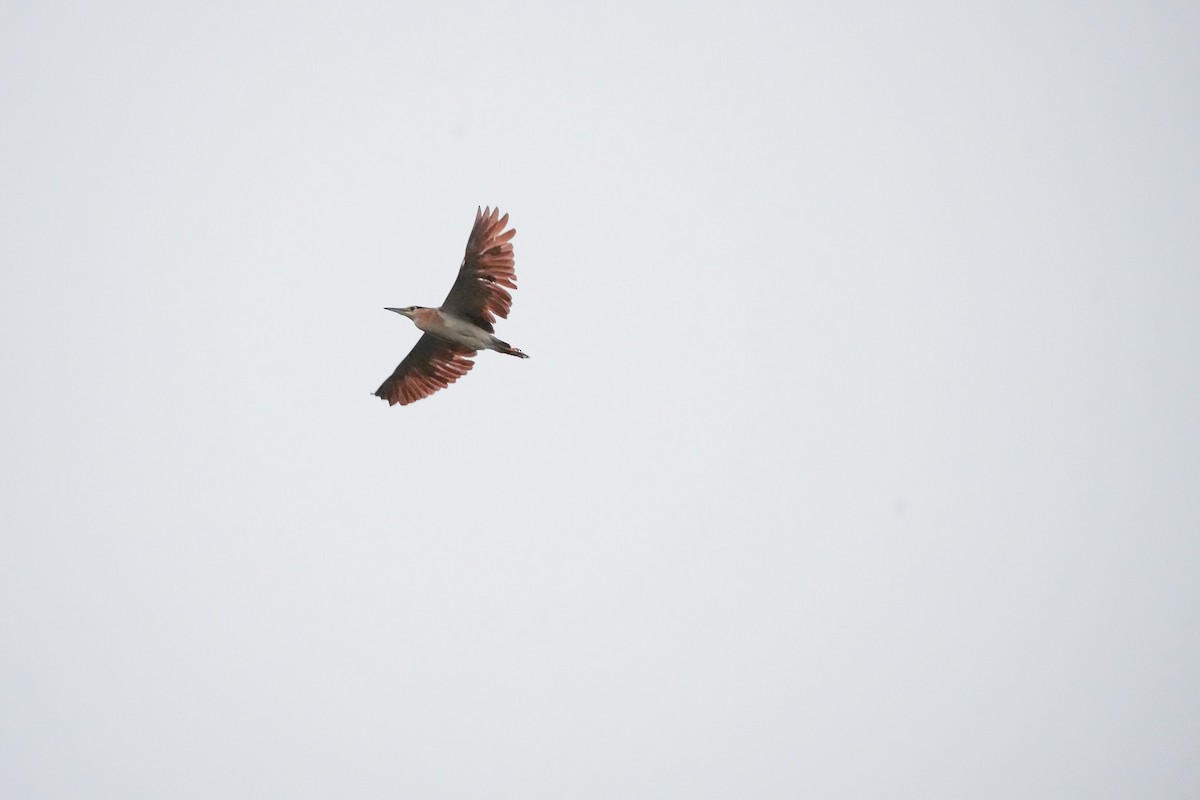 Nankeen Night Heron - ML644555055
