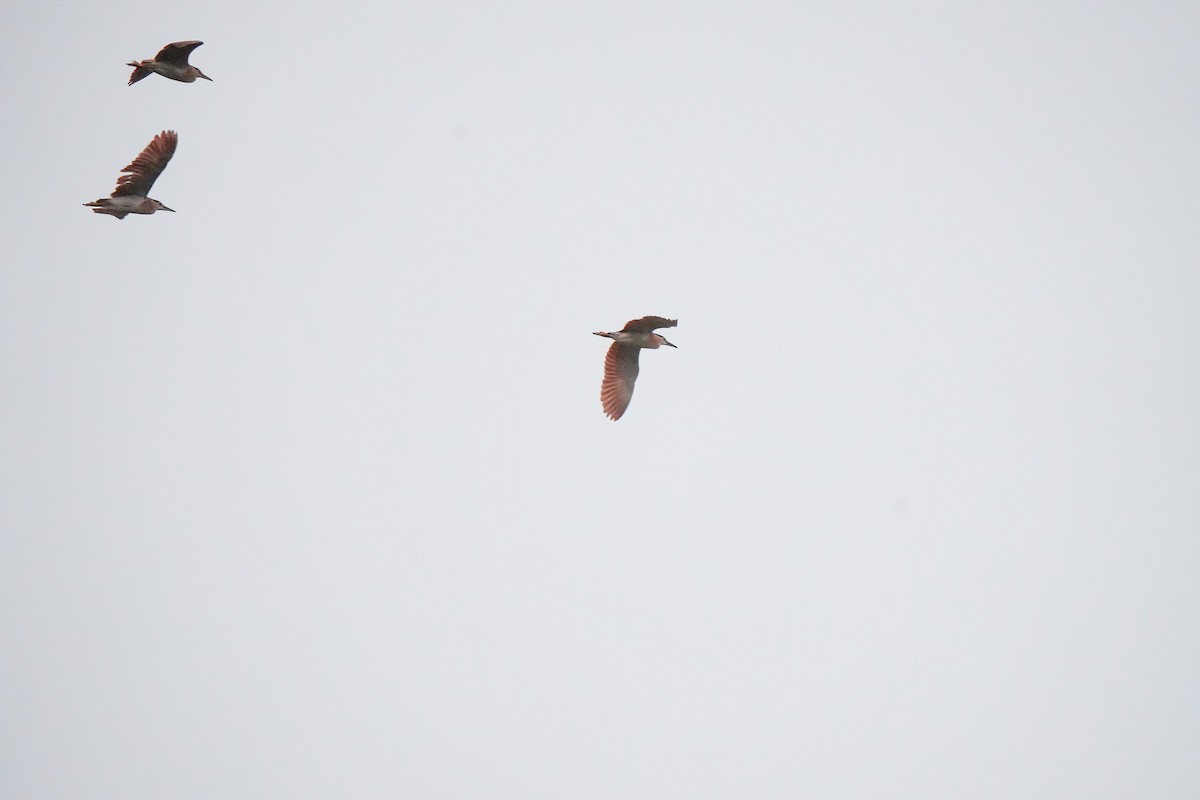 Nankeen Night Heron - ML644555056