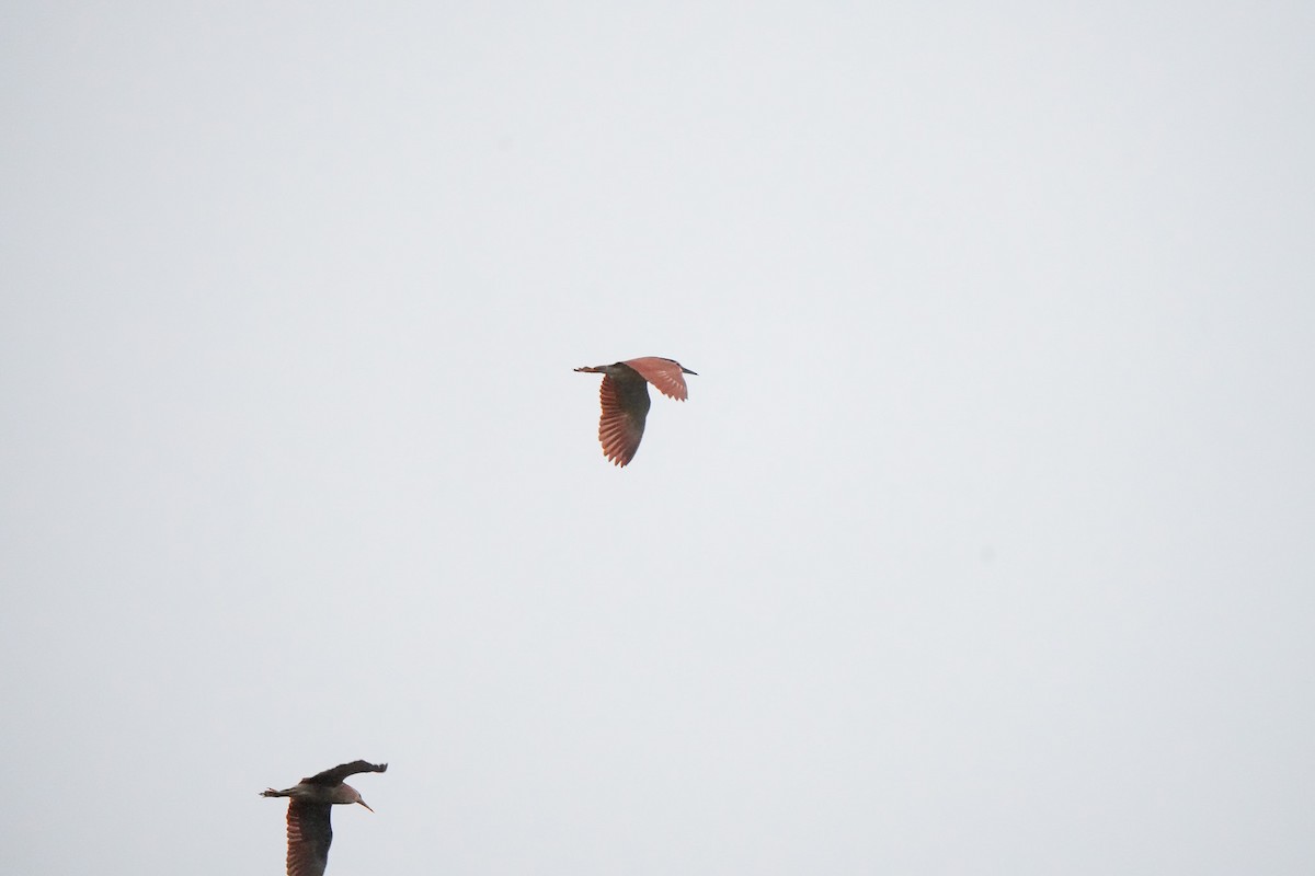 Nankeen Night Heron - ML644555057