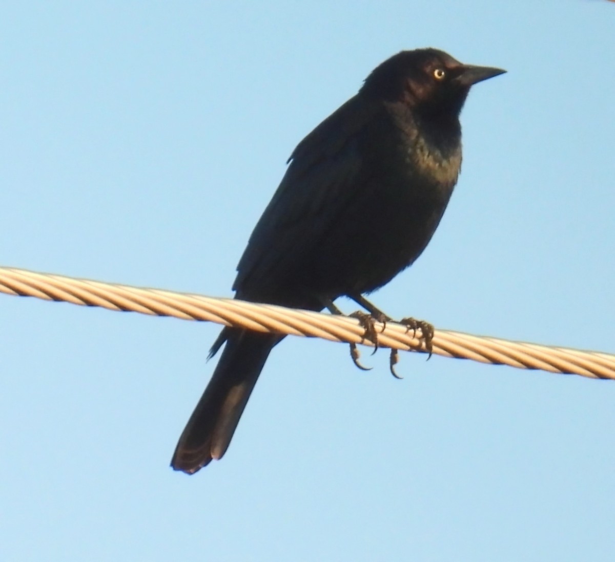 Brewer Karatavuğu - ML644555061