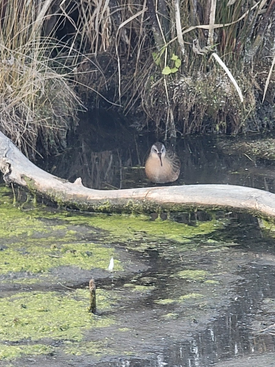 Virginia Rail - ML644555063