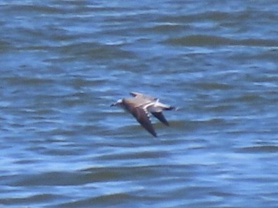 Мартин карибський - ML644555064