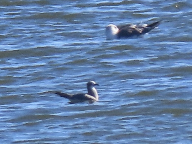 Мартин карибський - ML644555065