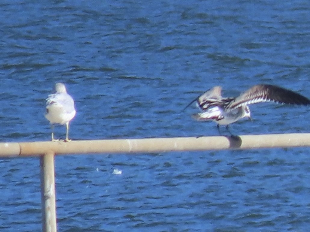 Мартин карибський - ML644555066