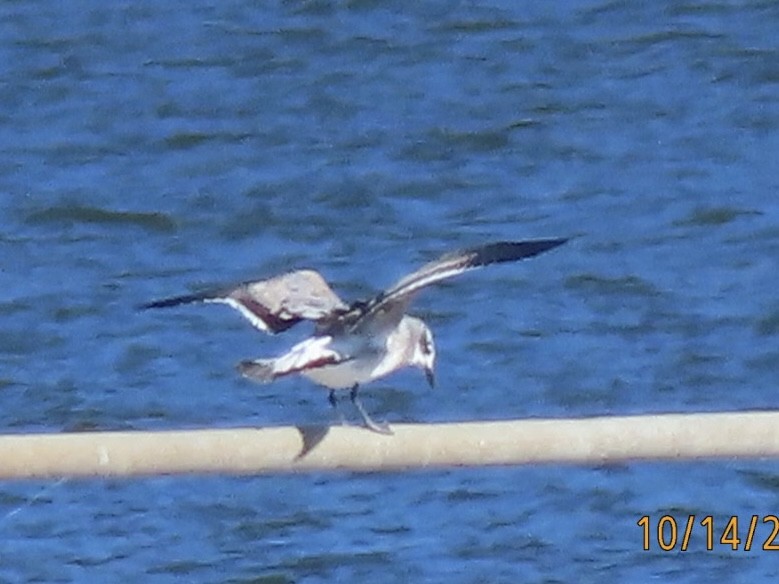 Мартин карибський - ML644555067