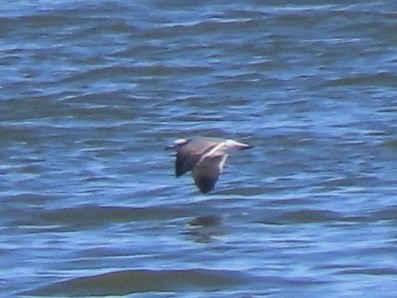 Мартин карибський - ML644555068