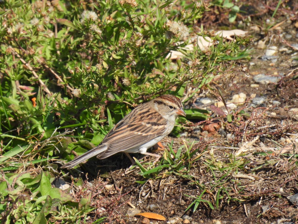 Карнатка білоброва - ML644555070