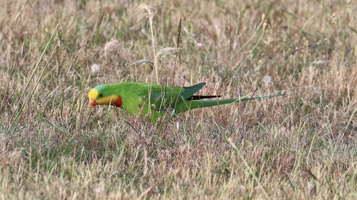 Superb Parrot - ML644555074