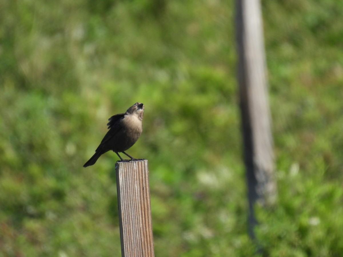 Brown-headed Cowbird - ML644555075