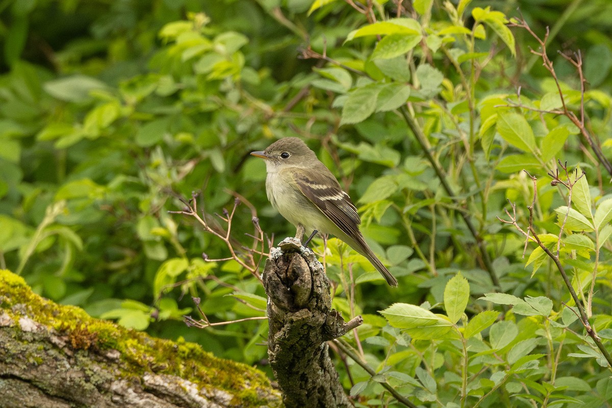 Alder Flycatcher - ML644555076