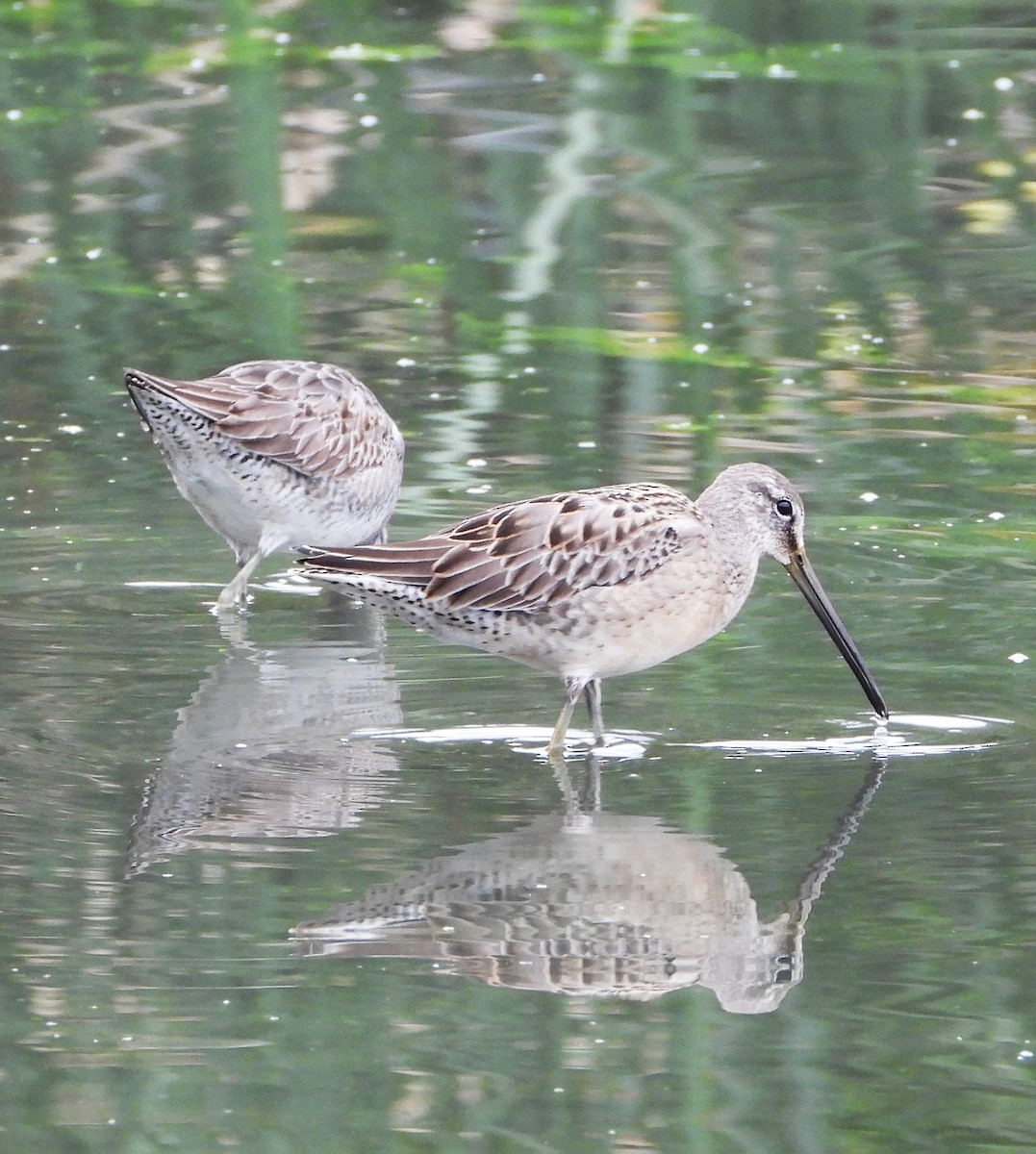 Long-billed Dowitcher - ML644555084