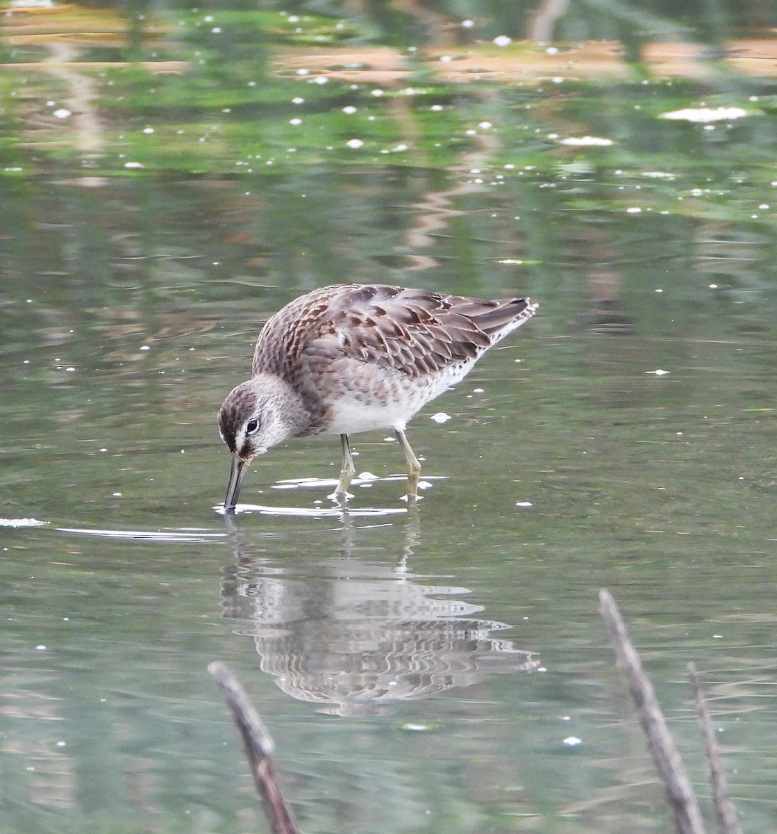 Long-billed Dowitcher - ML644555085