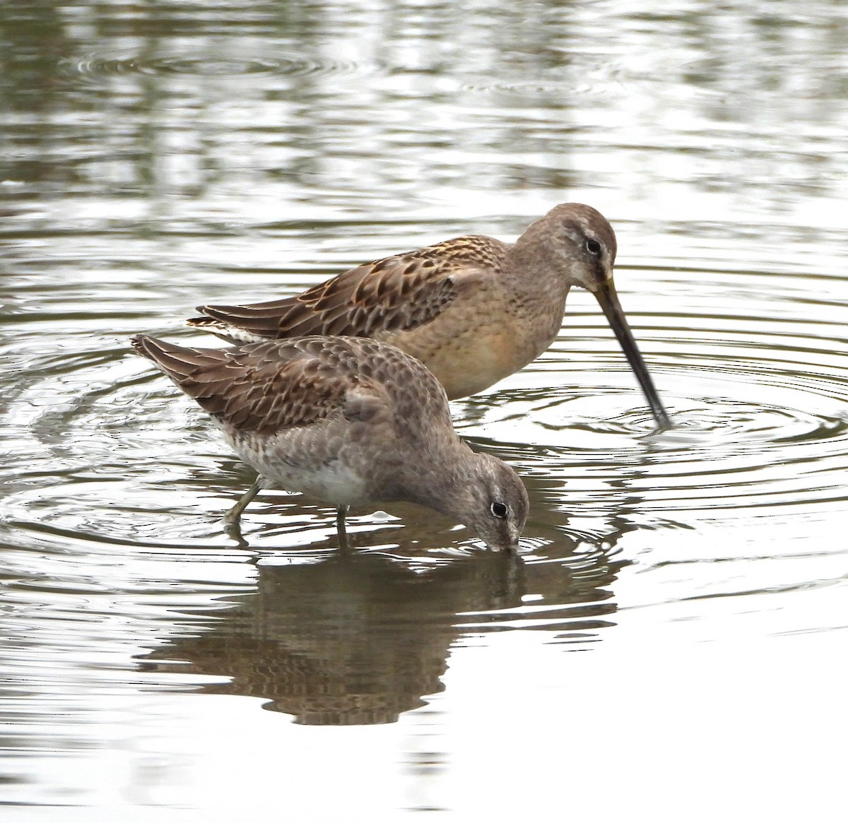 Long-billed Dowitcher - ML644555086