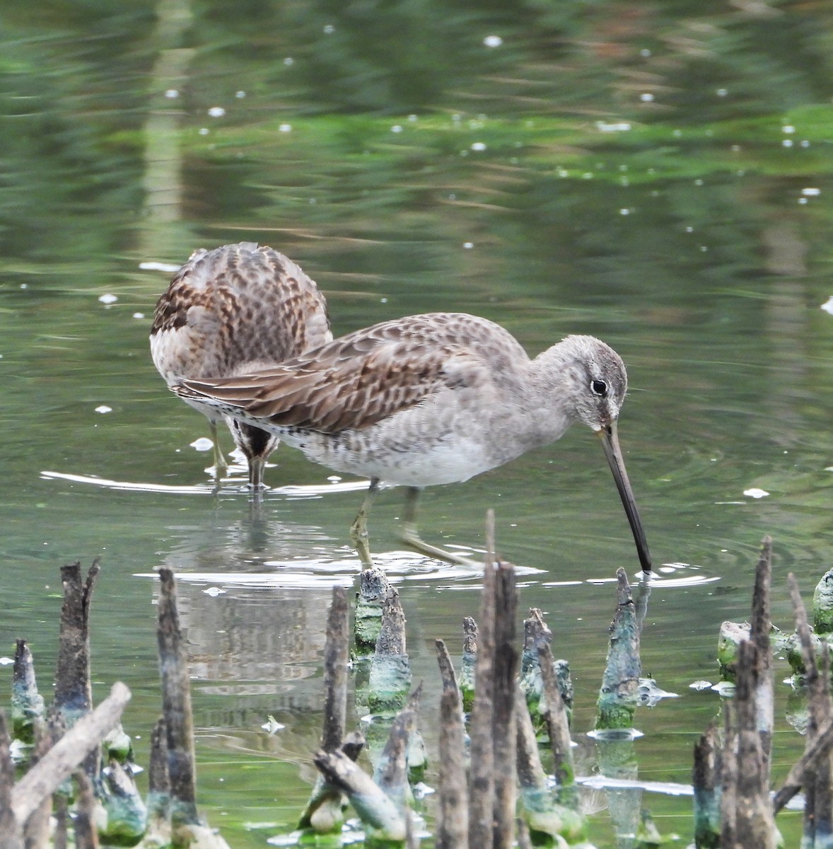 Long-billed Dowitcher - ML644555087