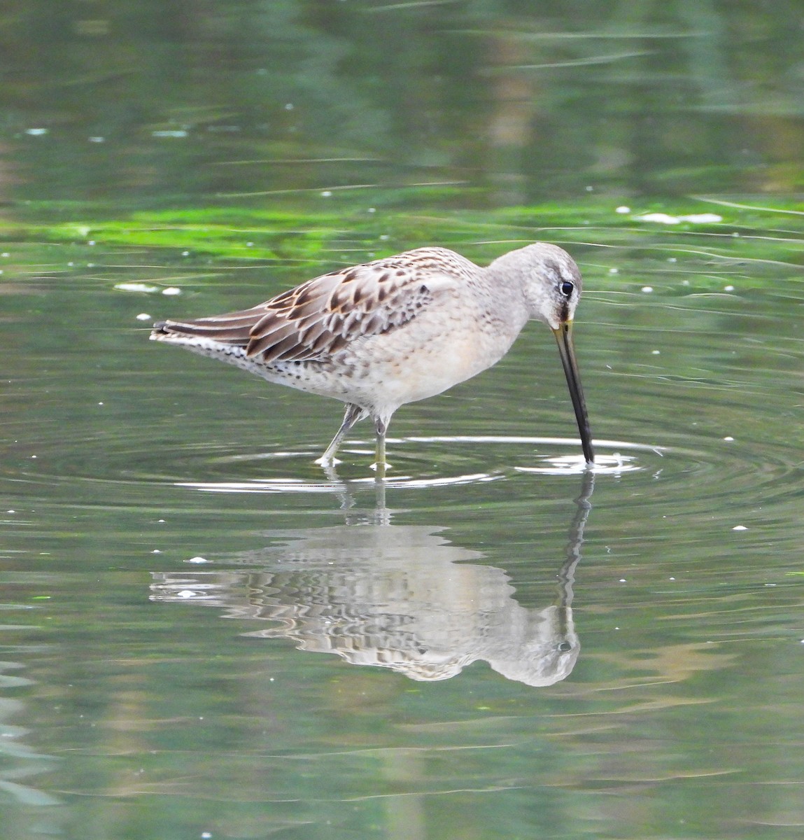 Long-billed Dowitcher - ML644555088