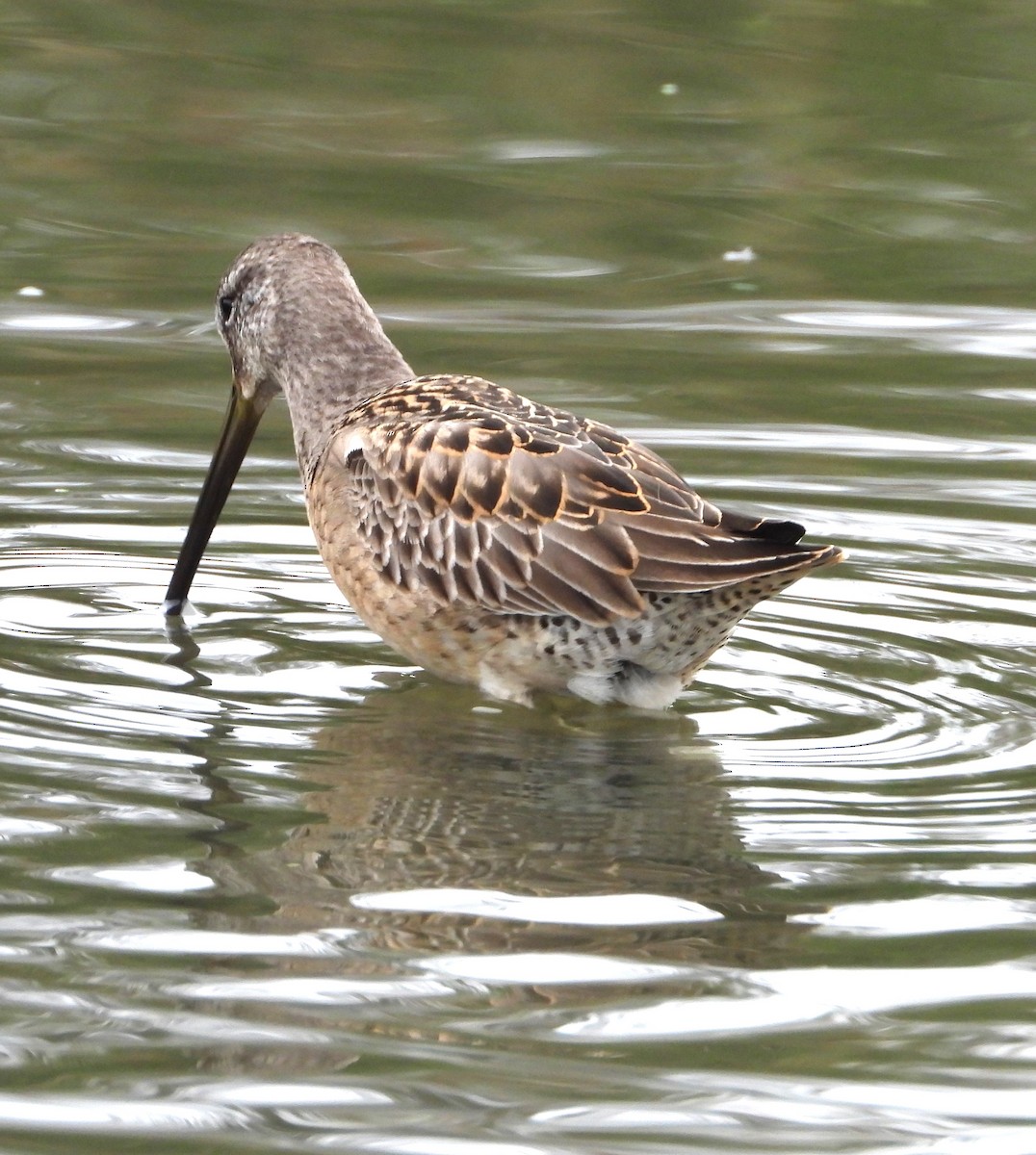 Long-billed Dowitcher - ML644555089