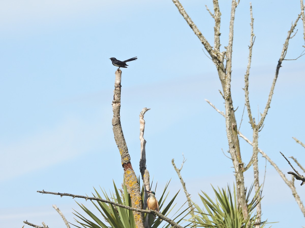 Willie-wagtail - ML644555101