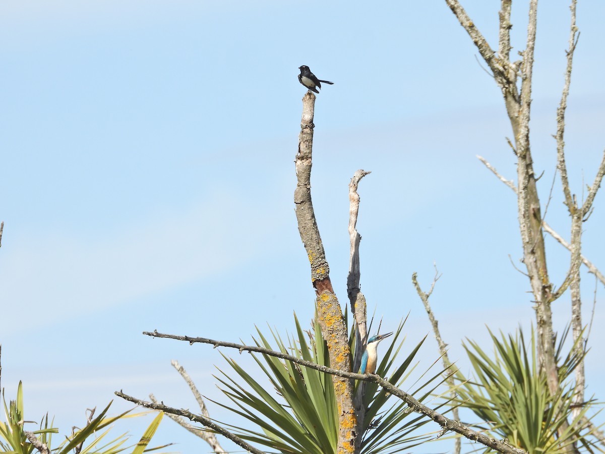 Willie-wagtail - ML644555111