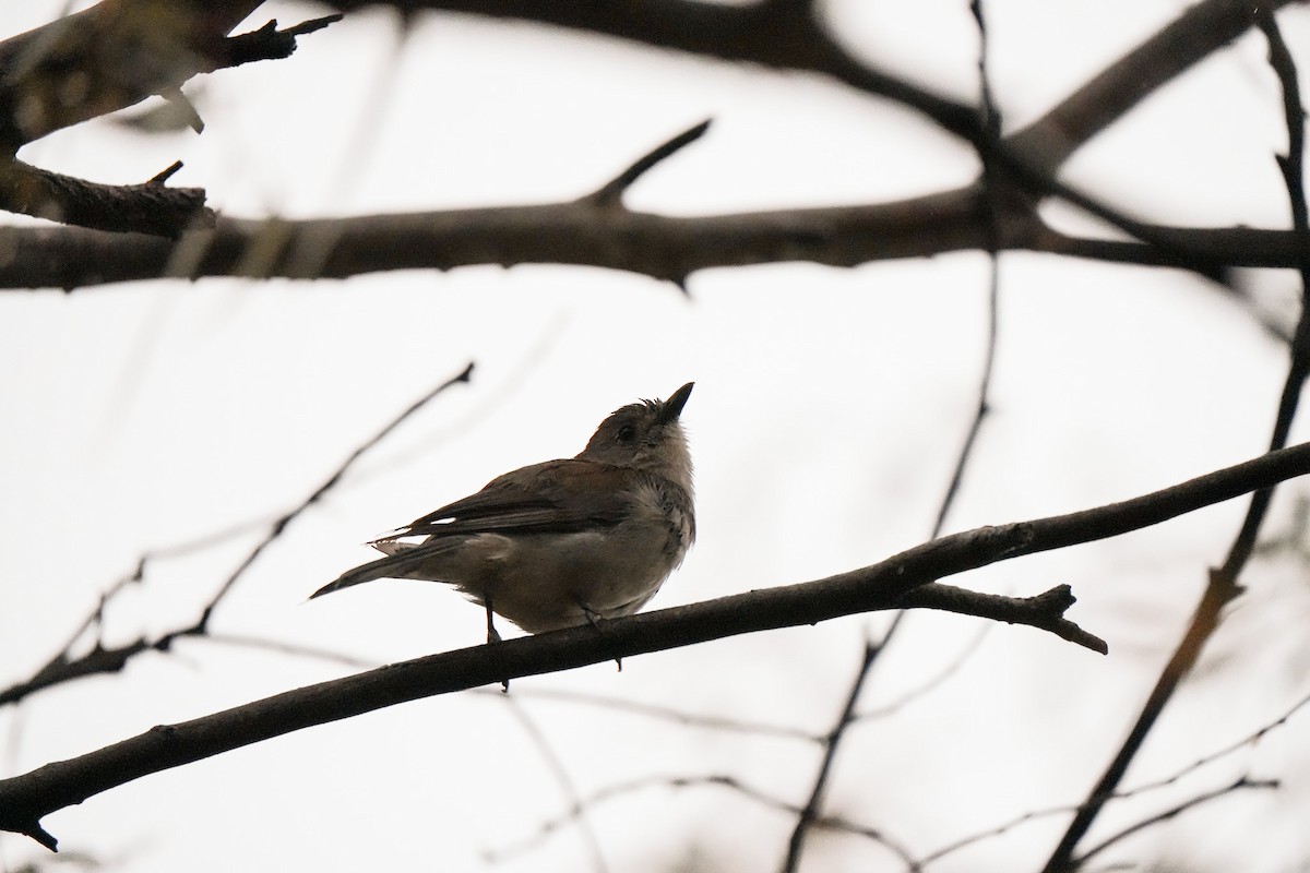 Gri Islıkçıardıç - ML644555112