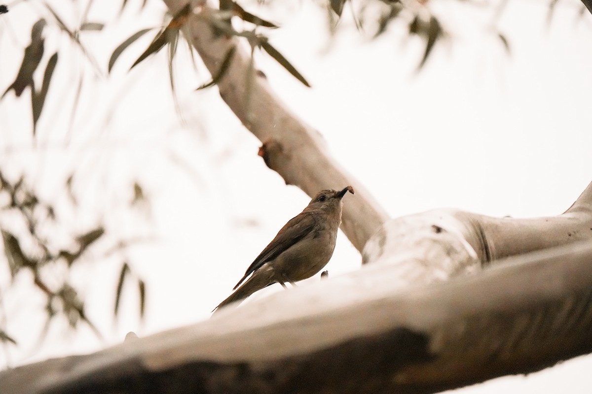 Gri Islıkçıardıç - ML644555114