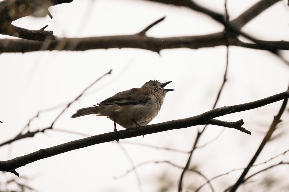 Gri Islıkçıardıç - ML644555115