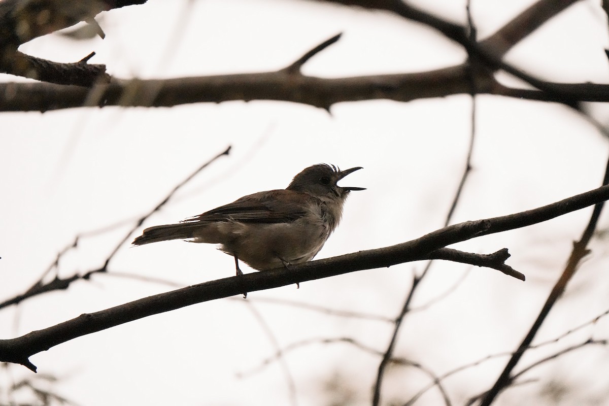 Gri Islıkçıardıç - ML644555116