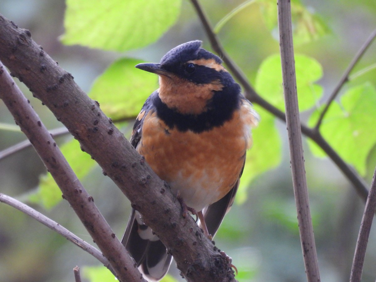 båndtrost - ML644555120