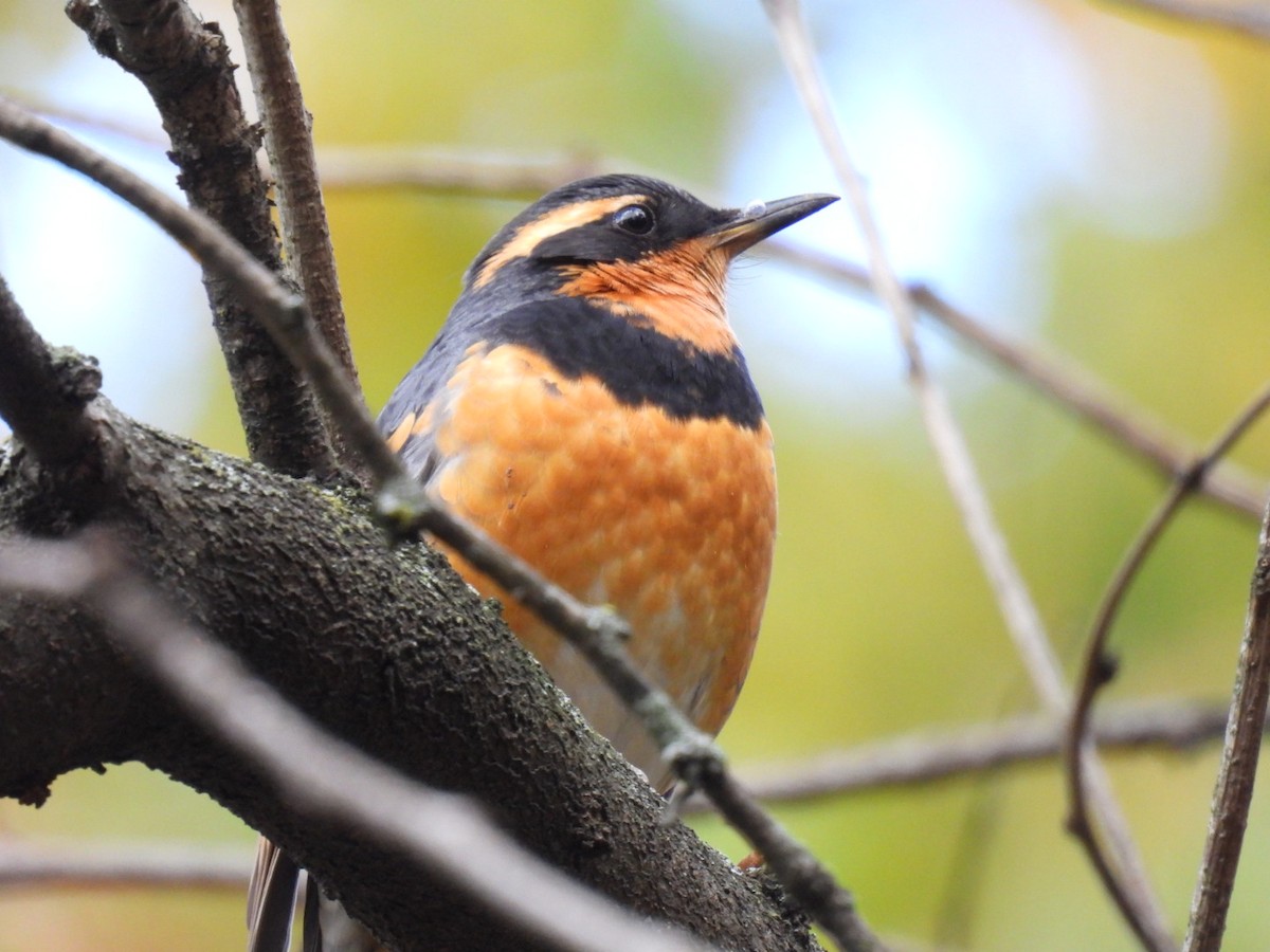 båndtrost - ML644555121