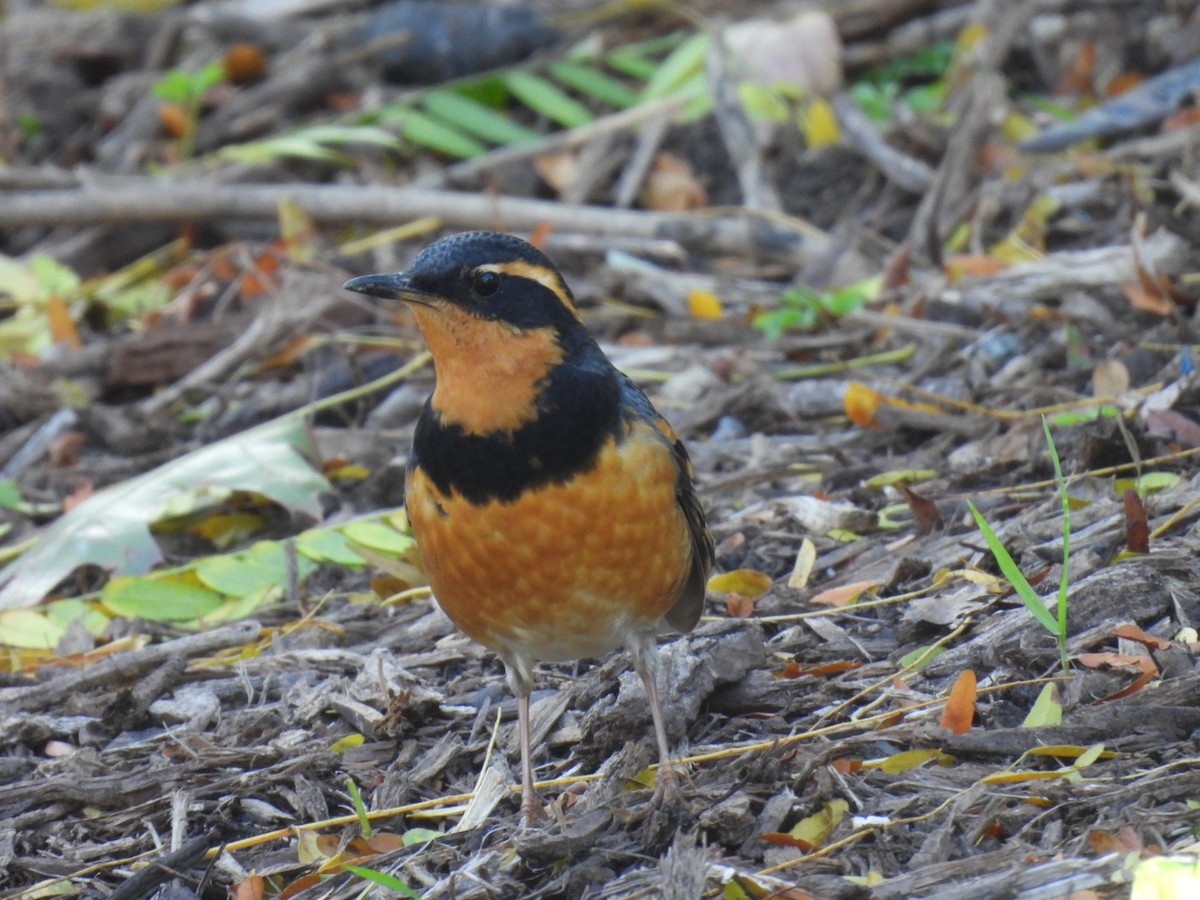 båndtrost - ML644555122