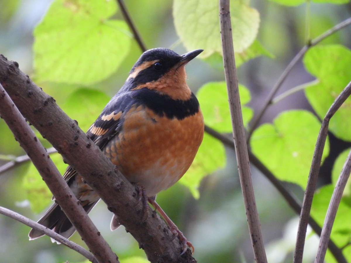 båndtrost - ML644555124