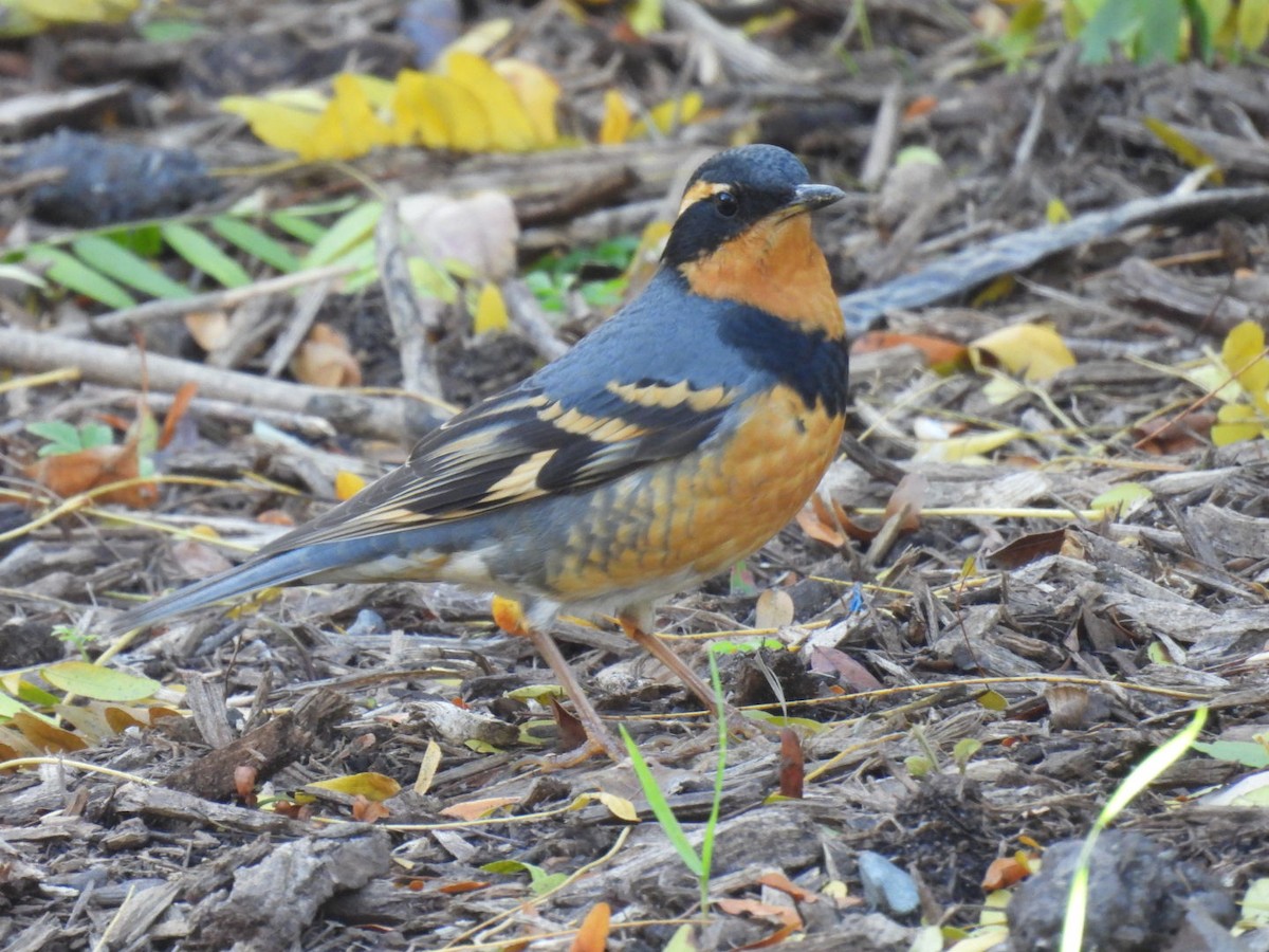 båndtrost - ML644555125