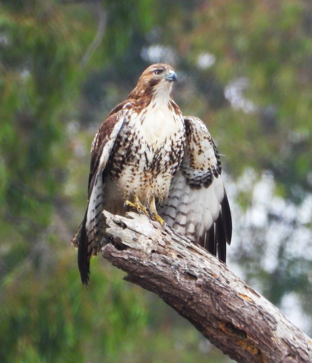 rødstjertvåk - ML644555126