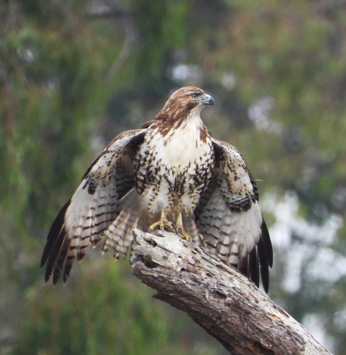 rødstjertvåk - ML644555127