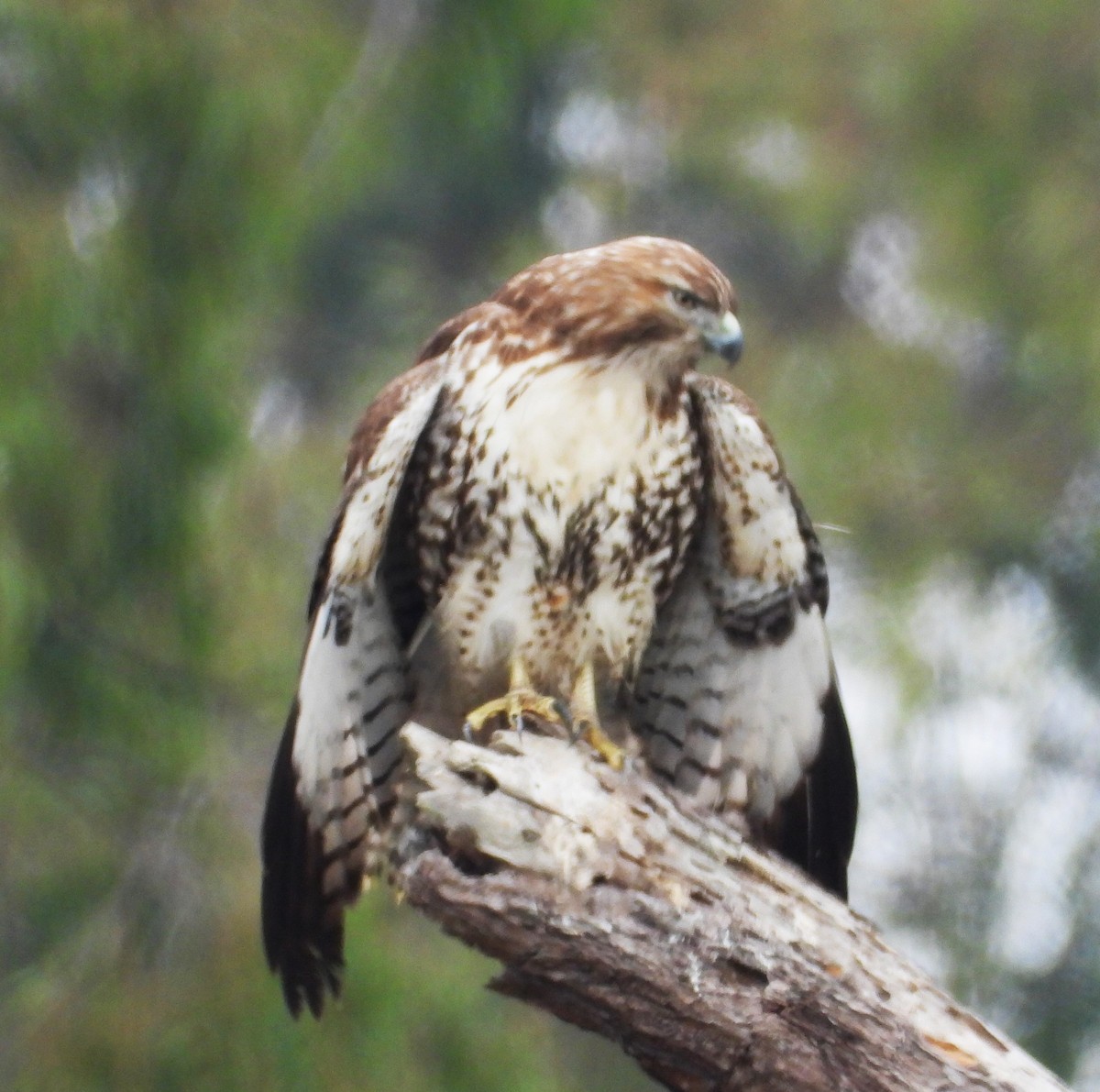 rødstjertvåk - ML644555128