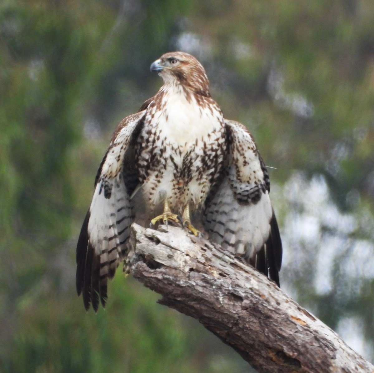 rødstjertvåk - ML644555129