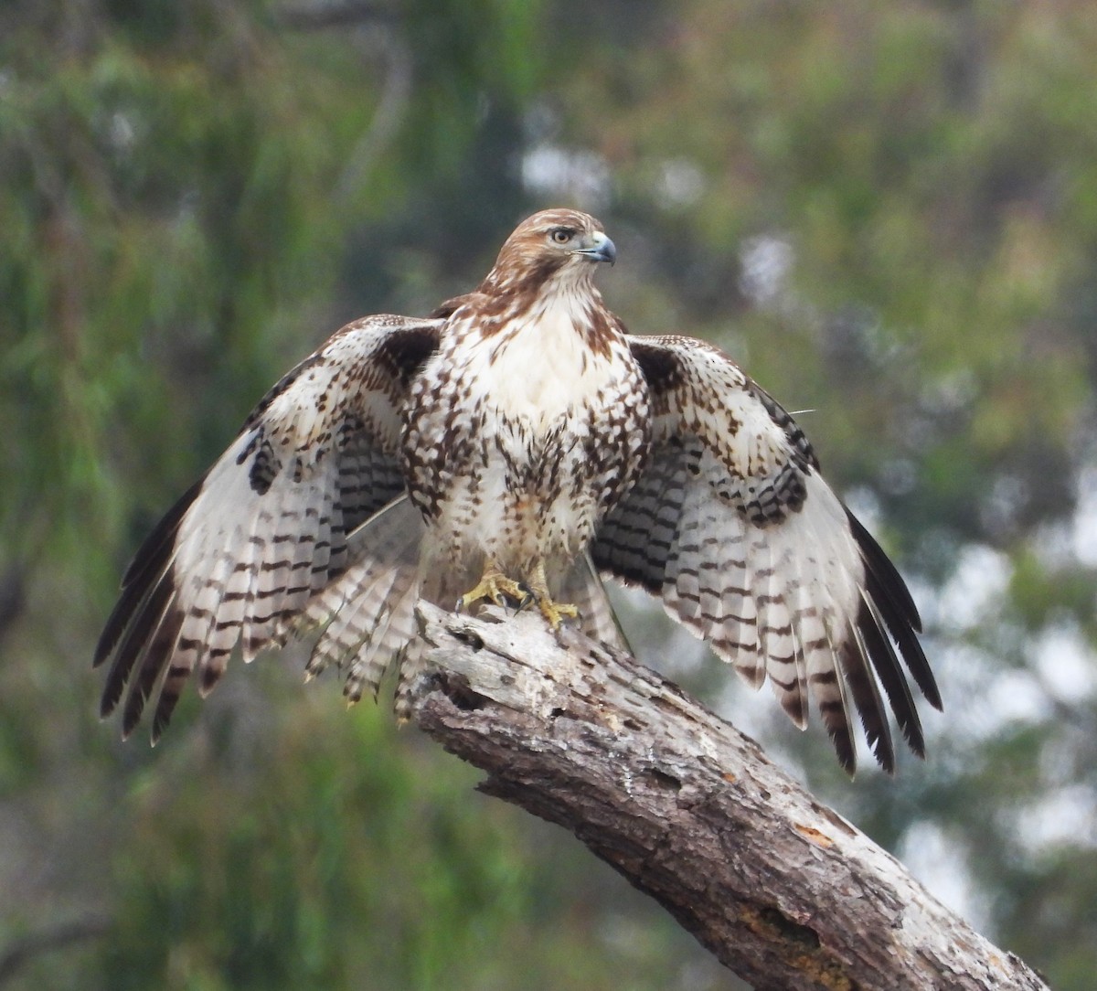 rødstjertvåk - ML644555130