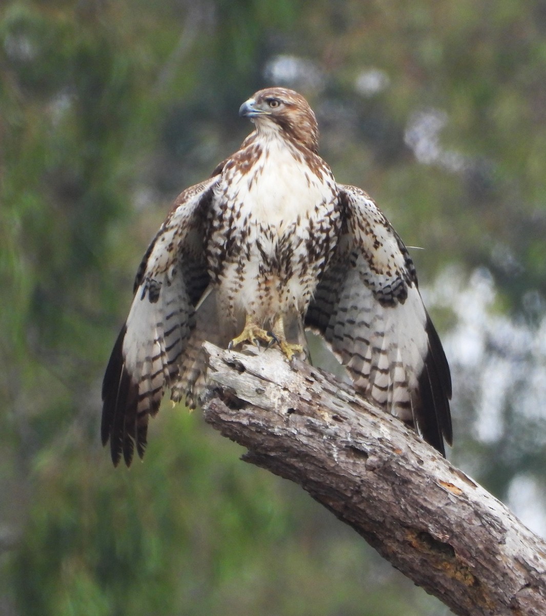 rødstjertvåk - ML644555131