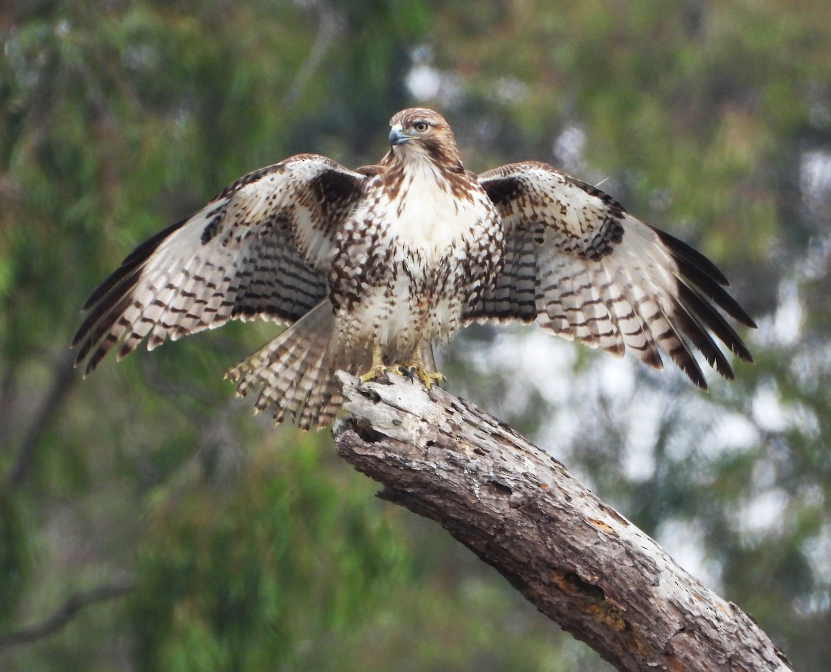 rødstjertvåk - ML644555132