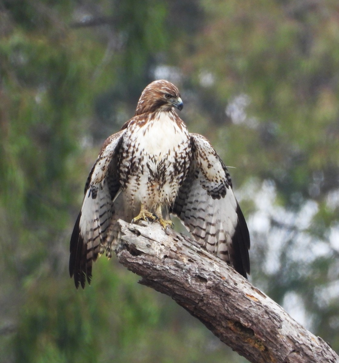 rødstjertvåk - ML644555133