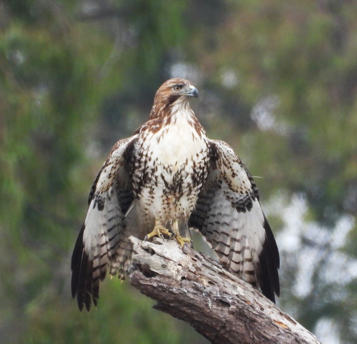 rødstjertvåk - ML644555134