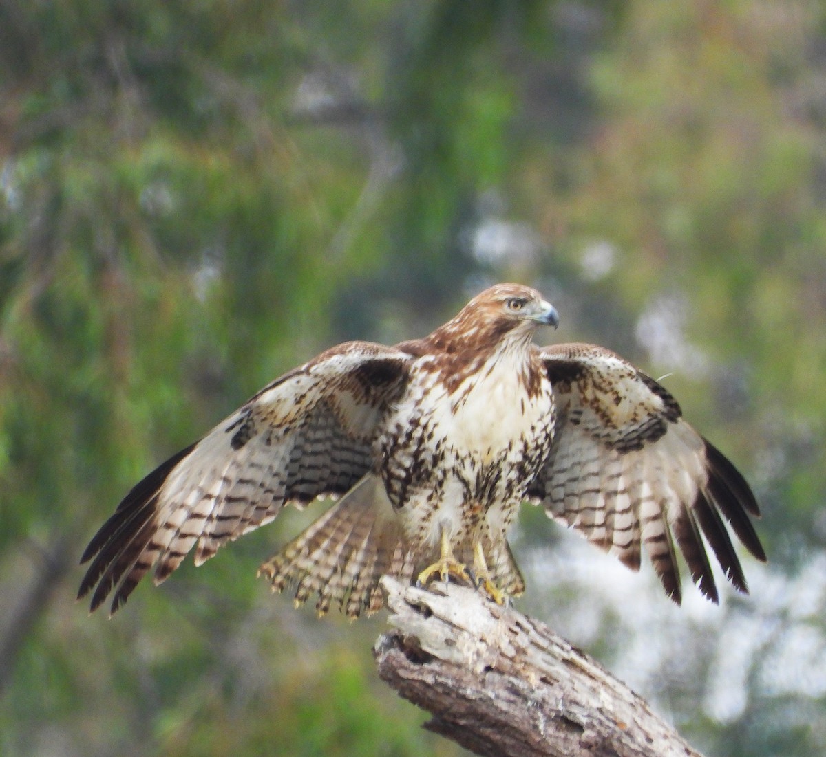 rødstjertvåk - ML644555135