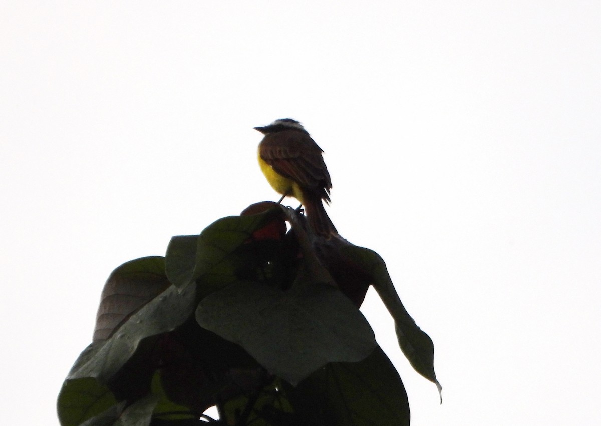 rustvingetyrann - ML644555136