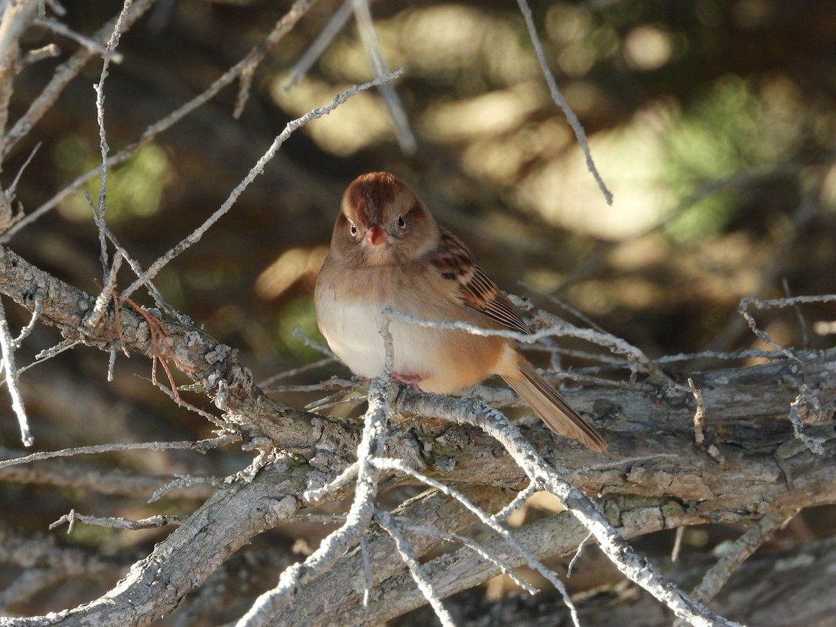 markspurv - ML644555138