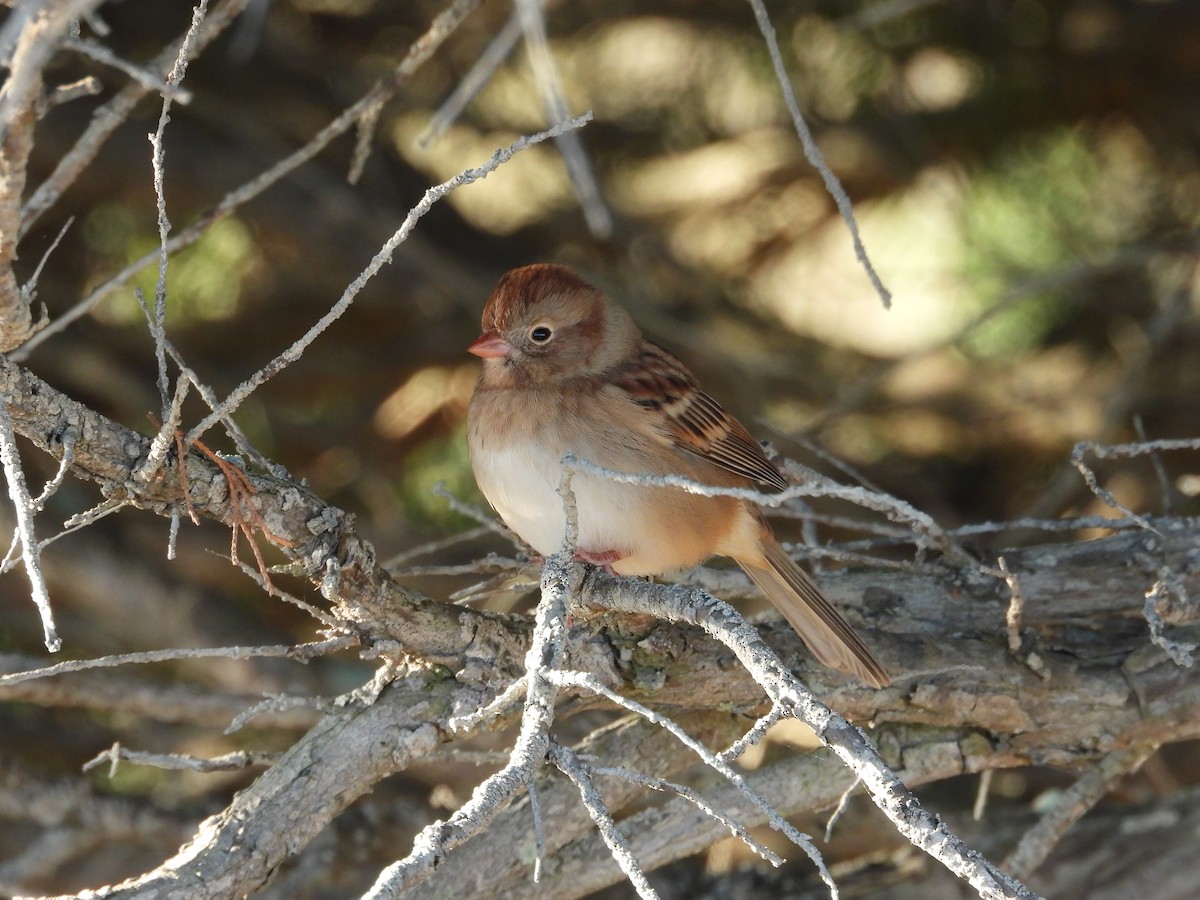 markspurv - ML644555139