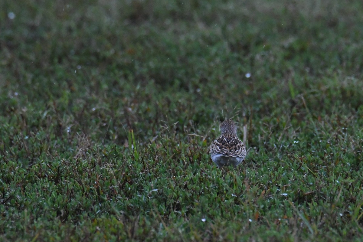 pygmésnipe - ML644555140