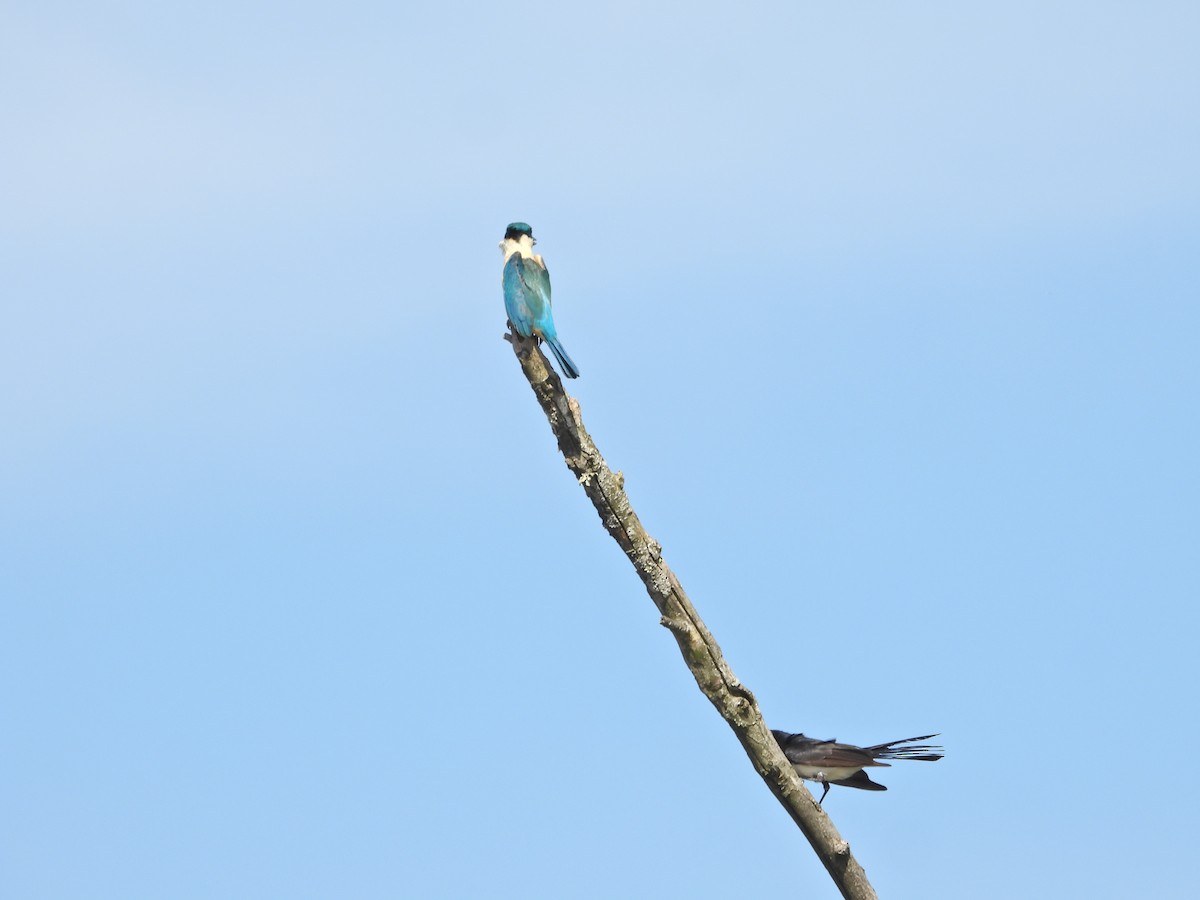 gallaviftestjert - ML644555141