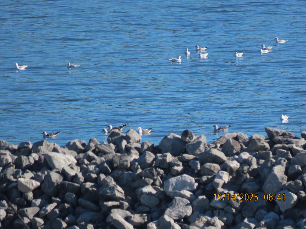 sildemåke - ML644555142