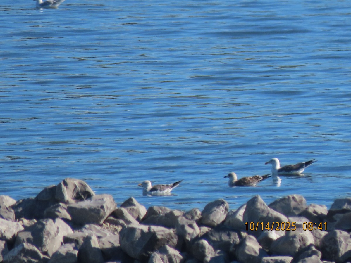 sildemåke - ML644555143