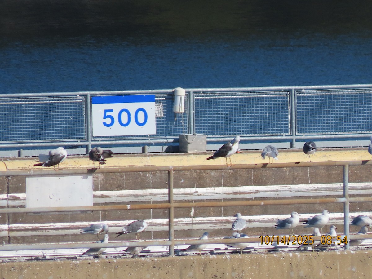 sildemåke - ML644555144